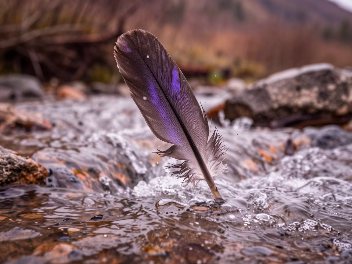 Purple Oil Sheen Crow Feather Above Glacial Stream in above a glacial stream near Campeche