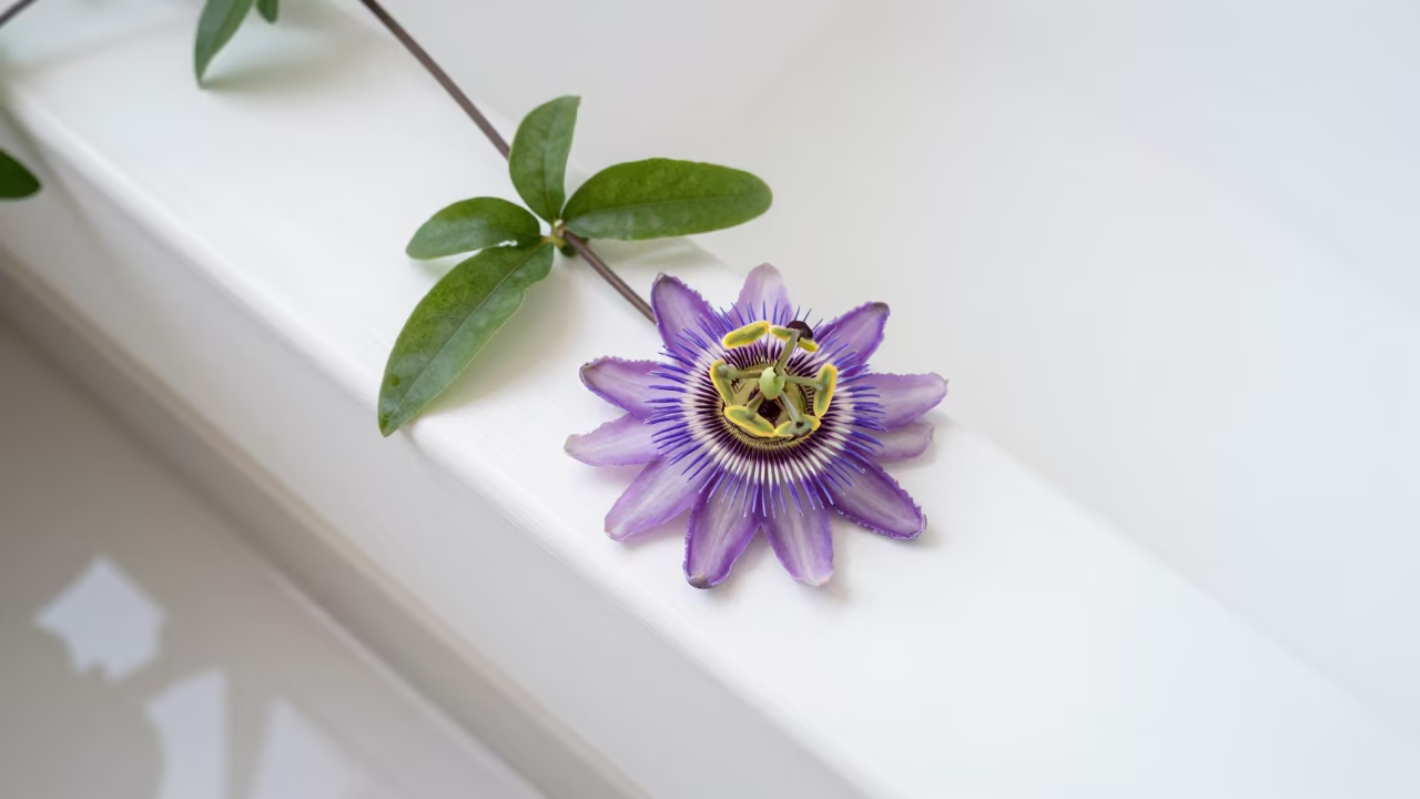 Purple Passionflower Blooms on Display Ledge in on a painted display ledge near Birmingham