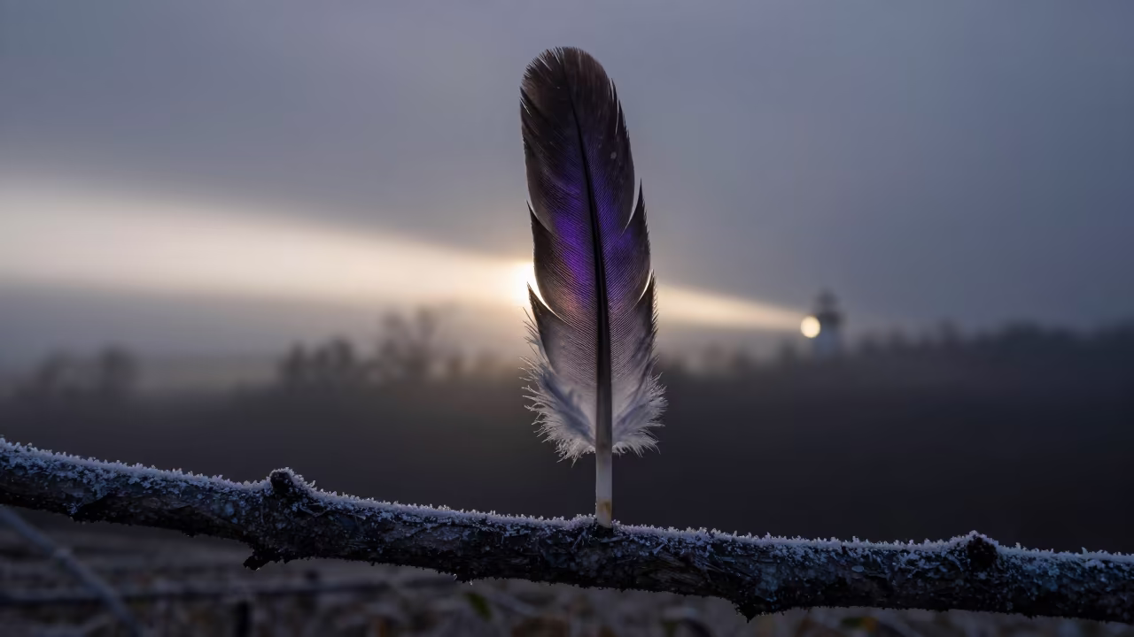 Purple Sheen on Crow Feather Before Dawn in in Tennessee