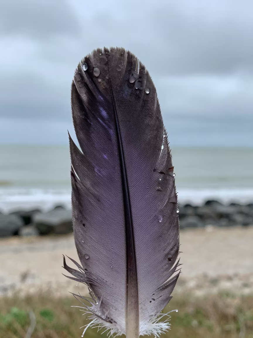Purple Sheen Crow Feather Macro Zagreb Monsoon in near Zagreb