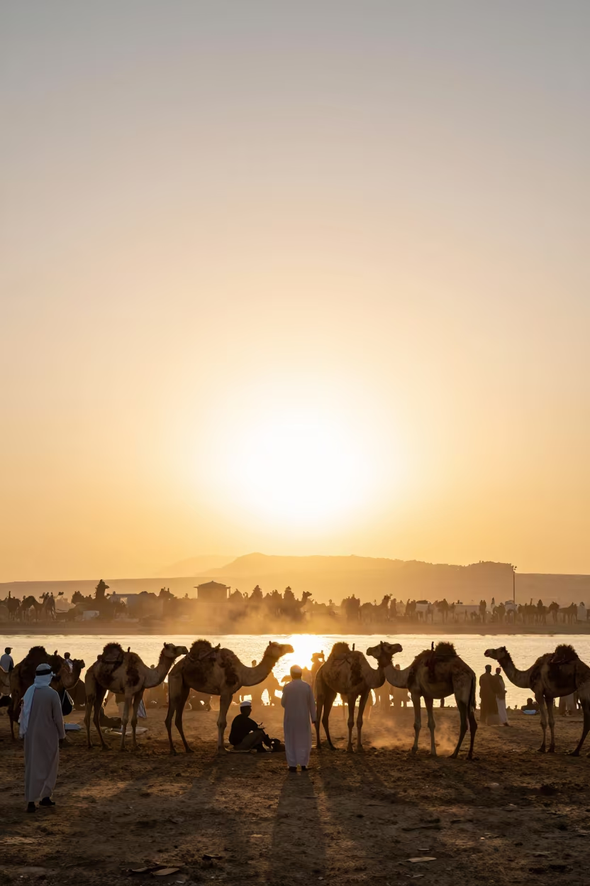 Pushkar Camel Fair Sunset Silhouette at Zamalek Cairo in at a waterfront celebration near Zamalek, Cairo