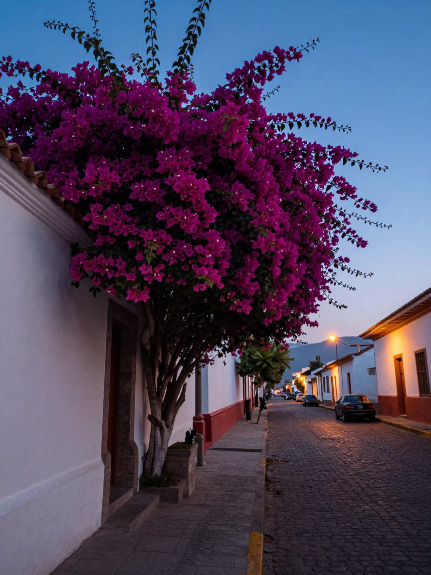 Quito Ecuador Pre-Dawn Street Scene with Bougainvillea and Early Morning Activity in in Quito, Ecuador