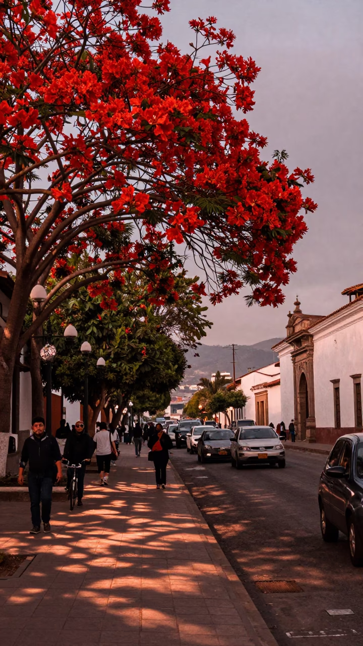 Quito Ecuador street scene with flame tree bloom and evening light in in Quito, Ecuador