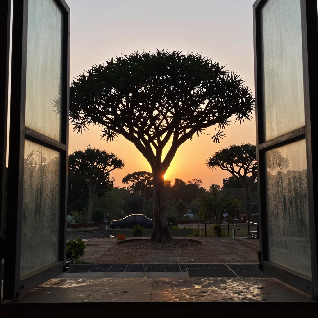 Quiver Tree Forest Sunset Silhouette Hyderabad Indoor in on a stone ledge in Hyderabad