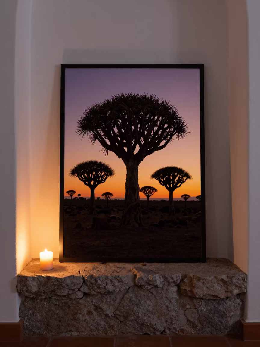 Quiver Tree Silhouette on Stone Ledge at Sunset in on a stone ledge in Rennes