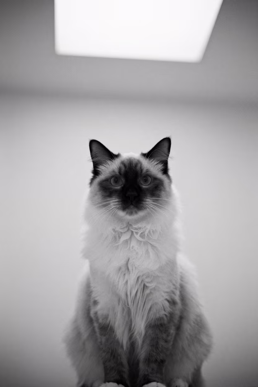 Ragdoll Cat Portrait with Soft Textured Fur in in a quiet portrait studio with a plain backdrop and eye-level framing in Zapopan