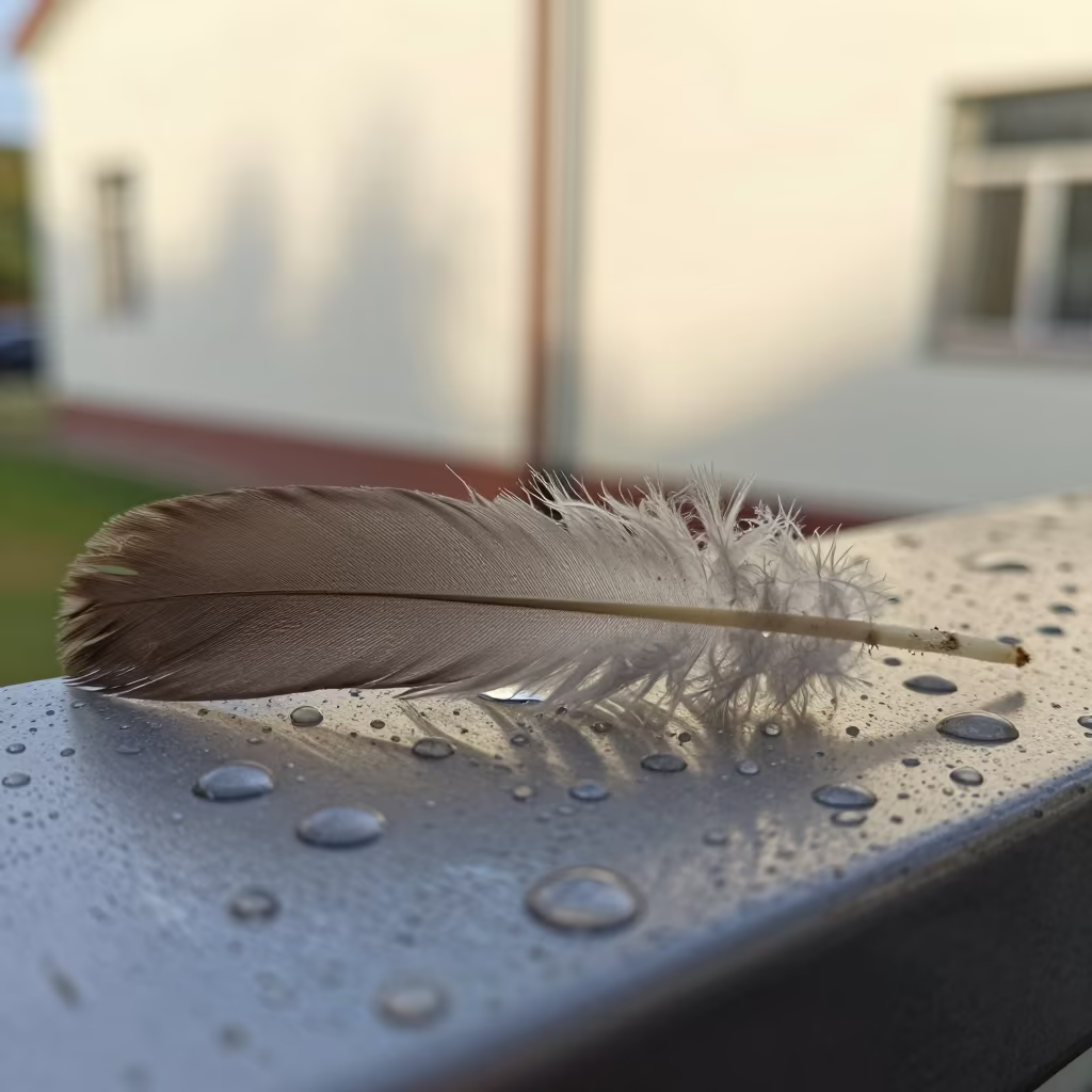 Rain Beaded Feather Macro Kaunas Late Afternoon in across a rain-beaded metal surface in Kaunas