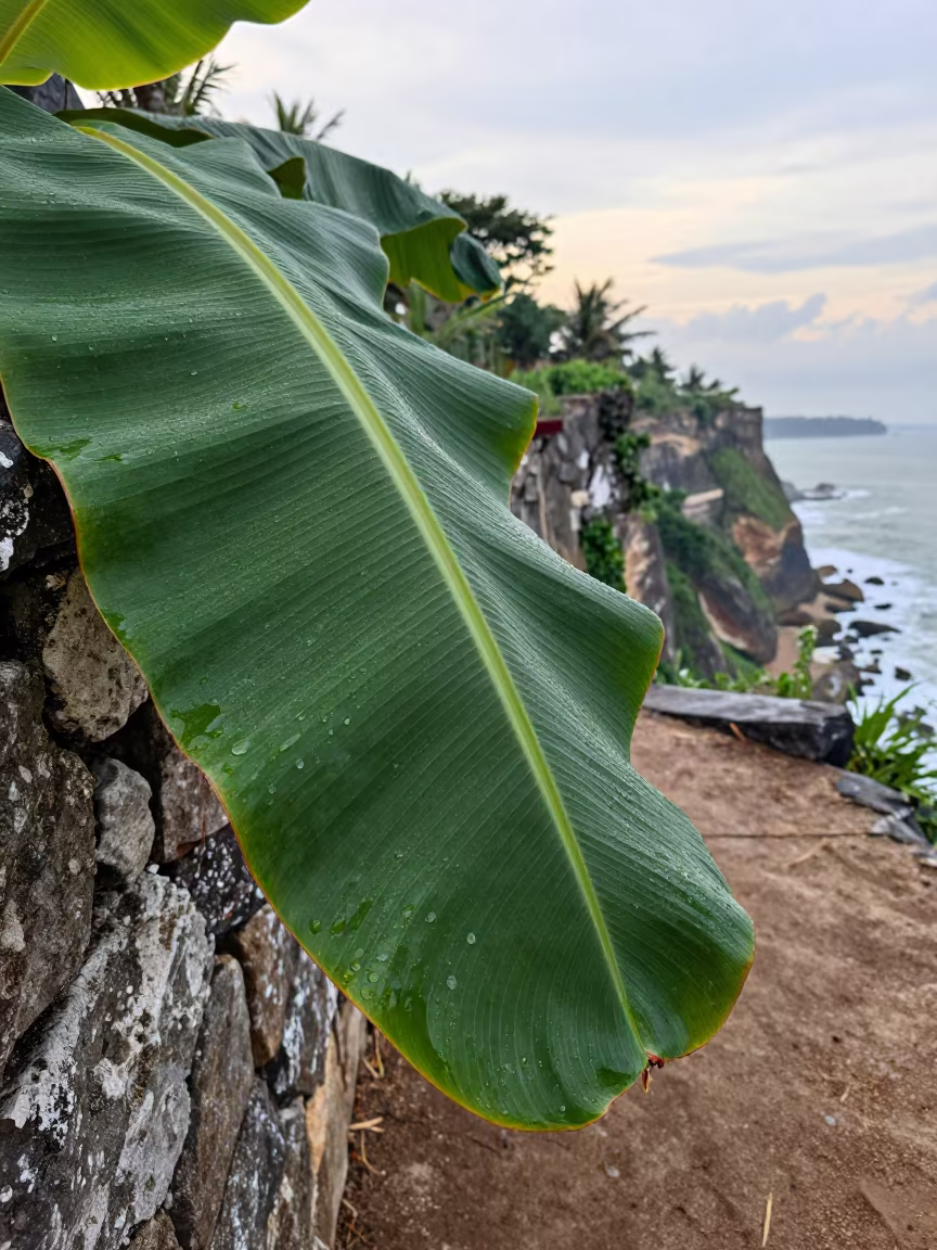 Rain Beads on Banana Leaf Mombasa Cliff in along a salt-sprayed cliff edge near Mombasa