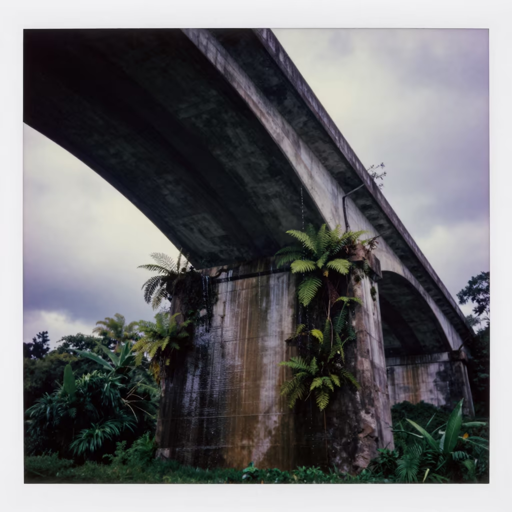 Rain-Dripping Viaduct Arch Ferns Guatemala in beneath a bridge span in Guatemala