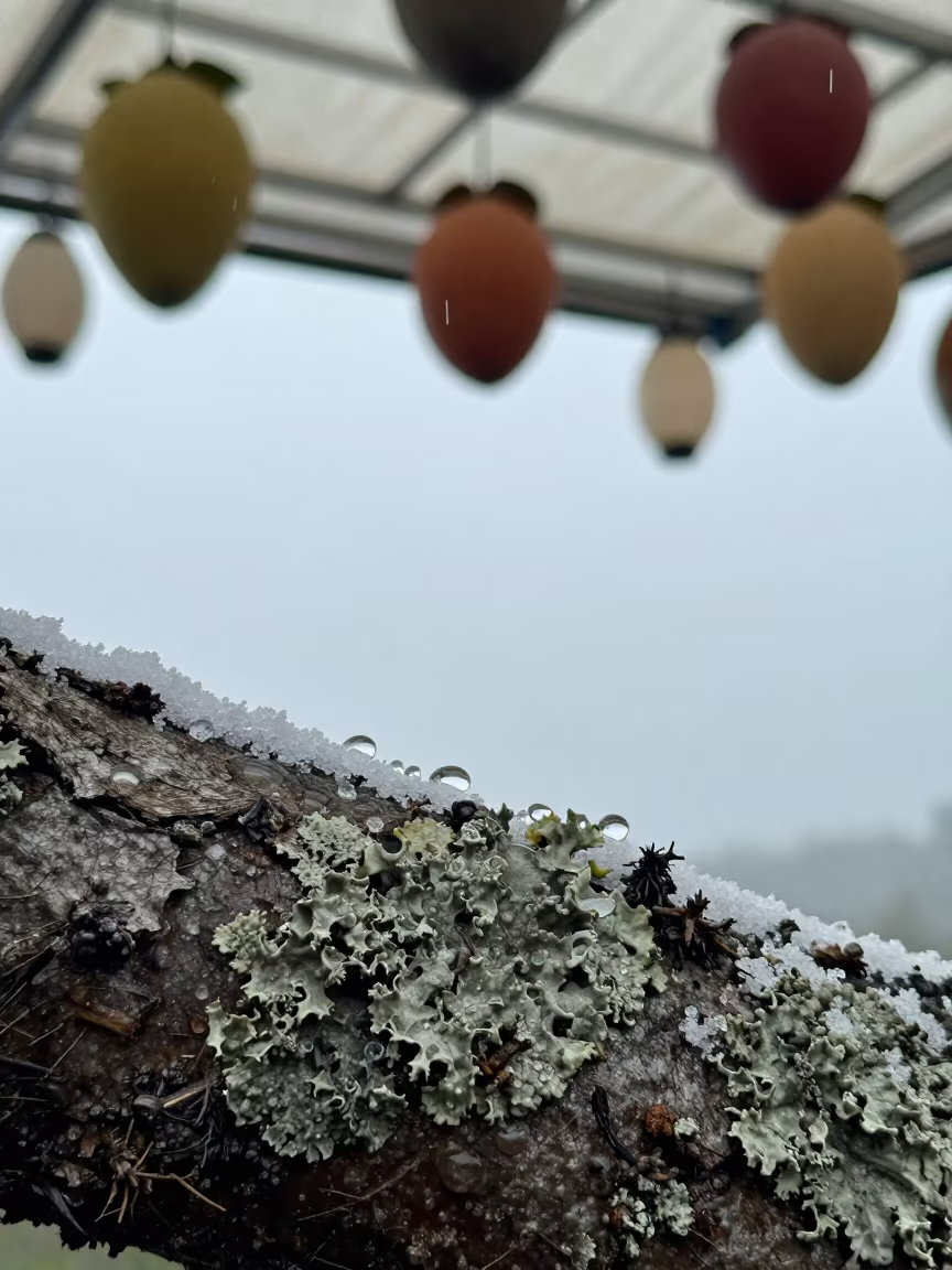 Rain Drops on Lichen Bark Near Lodz Salt Pan in on salt crystals along a pan rim near Lodz