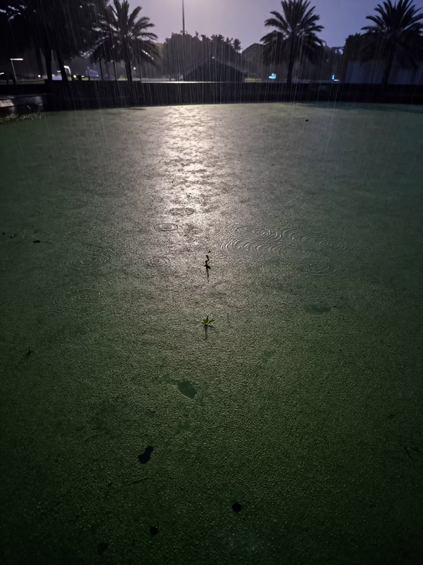 Rain on Duckweed Pond Under Moonlight Oman in in Oman