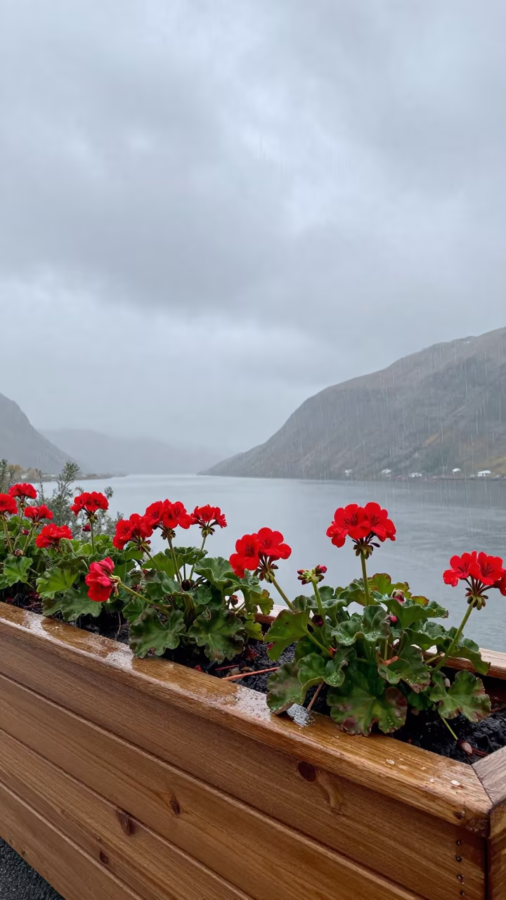 Rain on Geraniums in Norway Under Noon Clouds in beneath fast-moving cloud bands in Norway