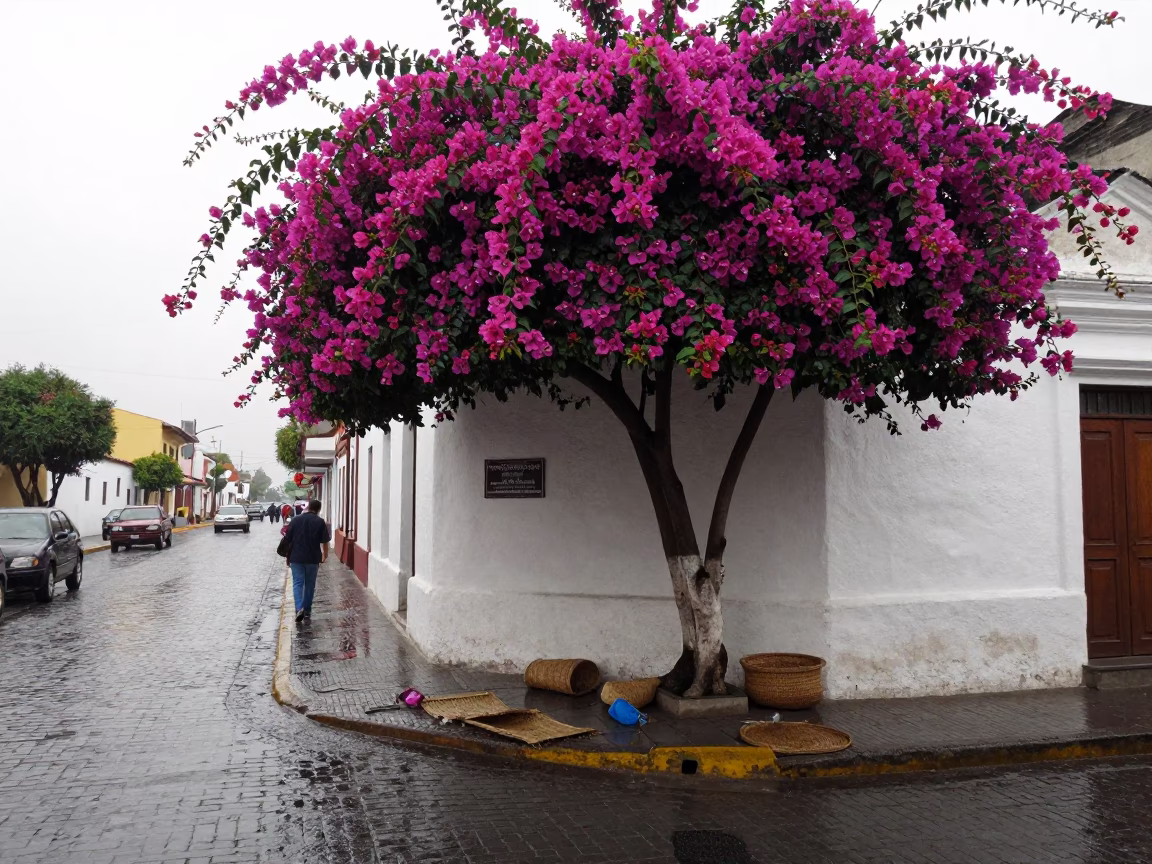 Rain washed Lima street with bougainvillea and woven mats in in Lima, Peru