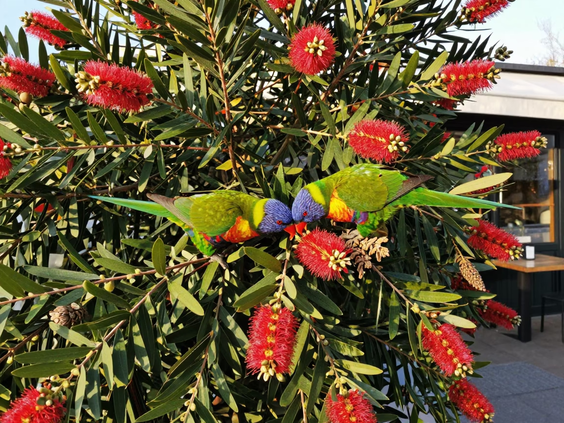 Rainbow Lorikeet Feeding on Bottlebrush Flowers in Dublin Cafe Living Wall at Sunset in in Dublin, Ireland