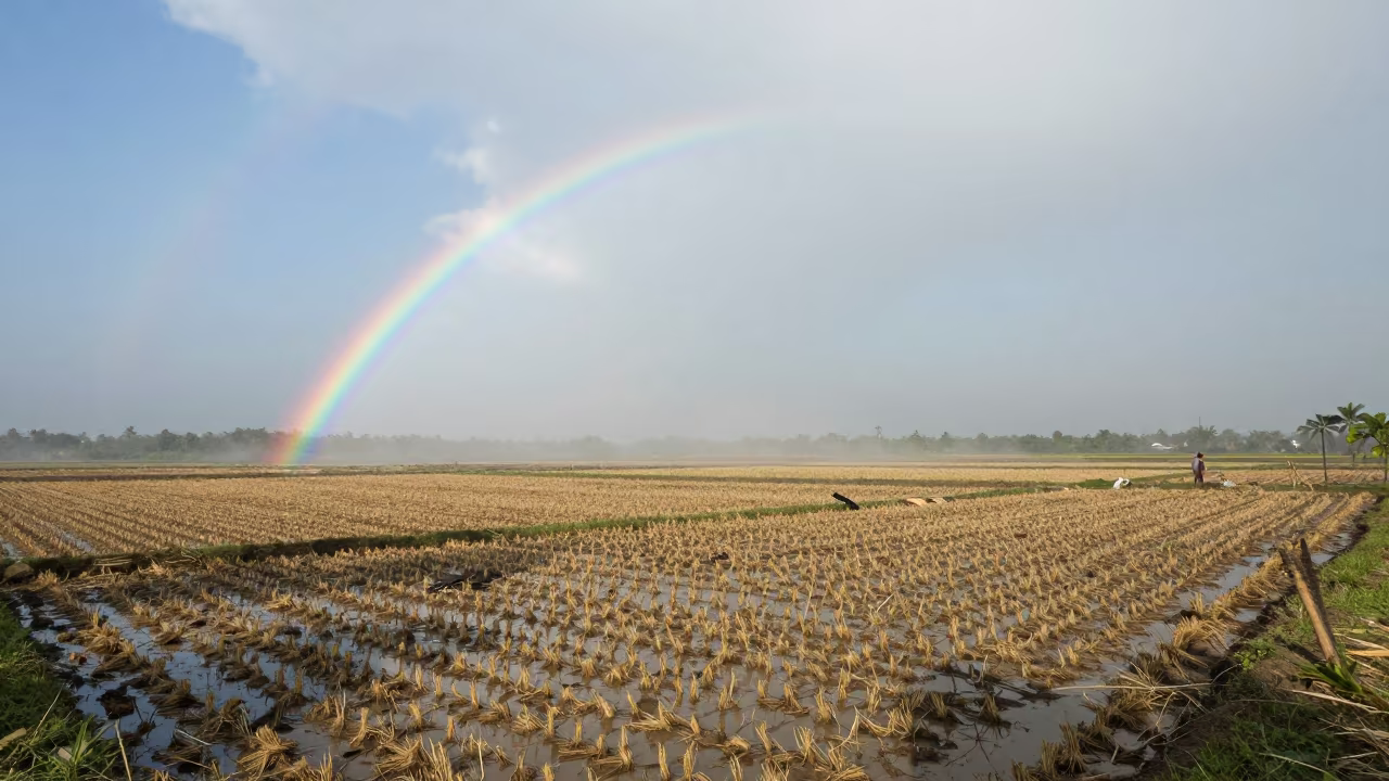 Rainbow Over West Bengal Rice Paddy After Storm in across a harvested grain field in West Bengal