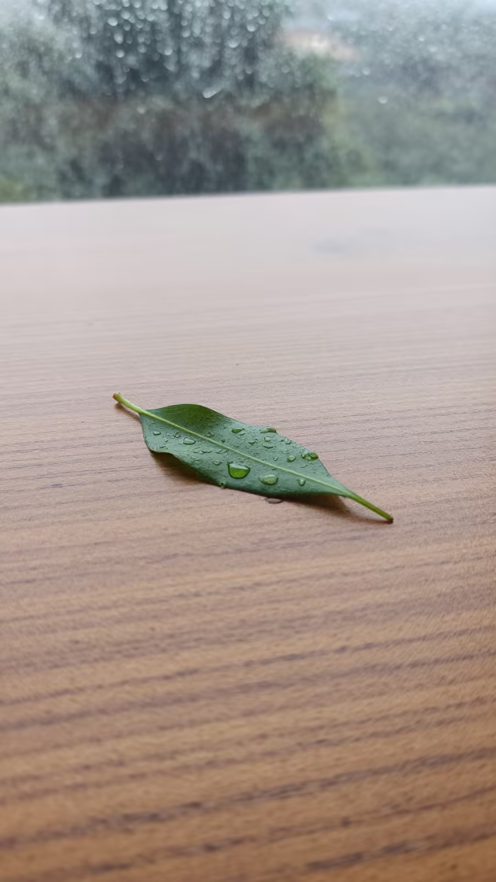 Raindrop on Leaf Tip Dusty Library Table in on a dusty library table in Charallave