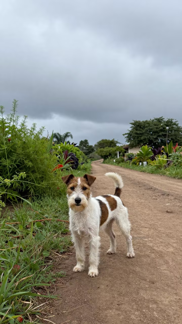 Rat Terrier on Garden Path in Malanje in near a garden edge with soft morning light and an uncluttered background near Malanje