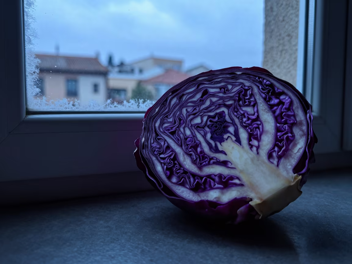 Red Cabbage Cross Section Violet Spirals in along a frost-edged windowpane in Valladolid