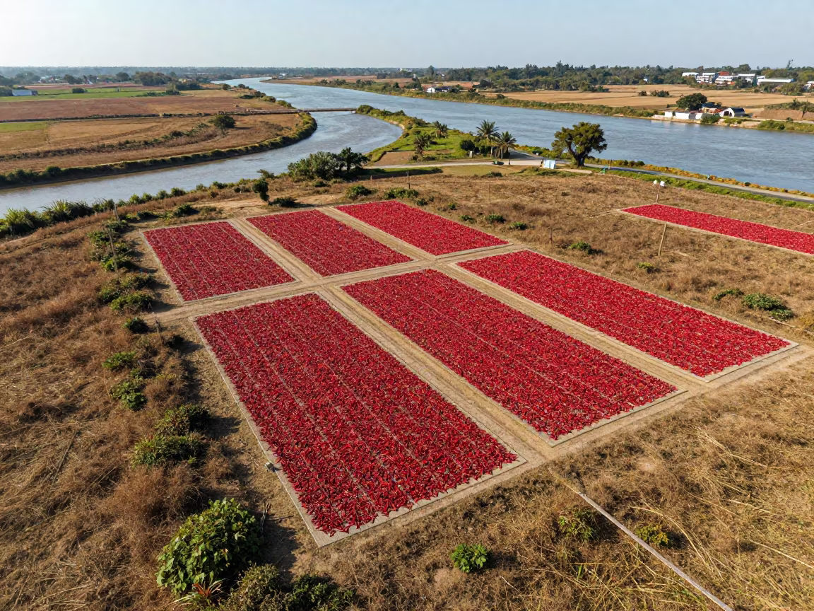 Red Chili Fields Aerial View New York River in far above river meanders near New York
