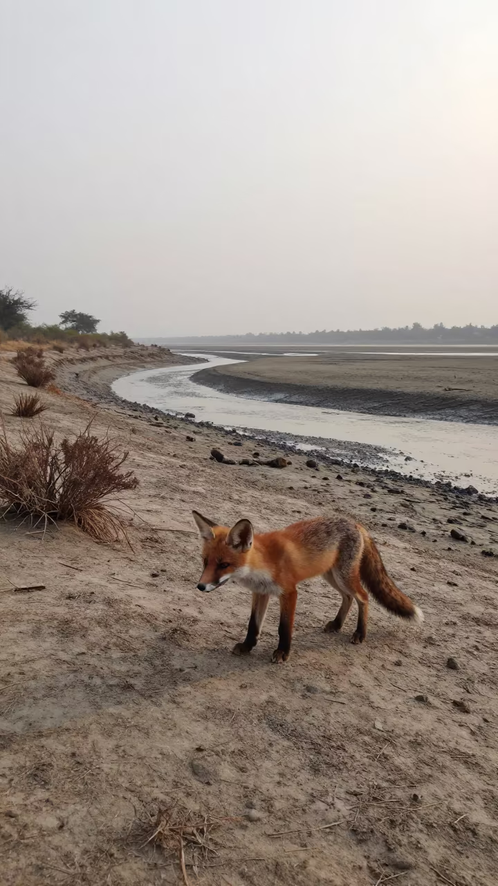 Red Fox Kit Playing Near Ahmedabad Tidal Inlet in beside a tidal inlet near Ahmedabad