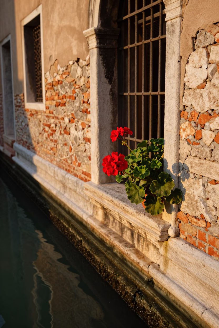 Red Geranium in Venice in in Venice, Italy