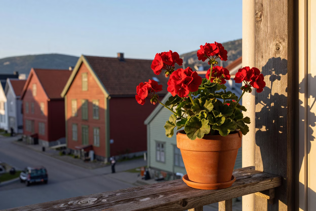 Red Geraniums in Bergen in in Bergen, Norway