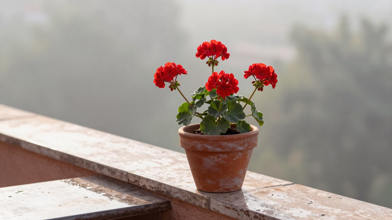 Red Geraniums in Jaipur in in Jaipur, India
