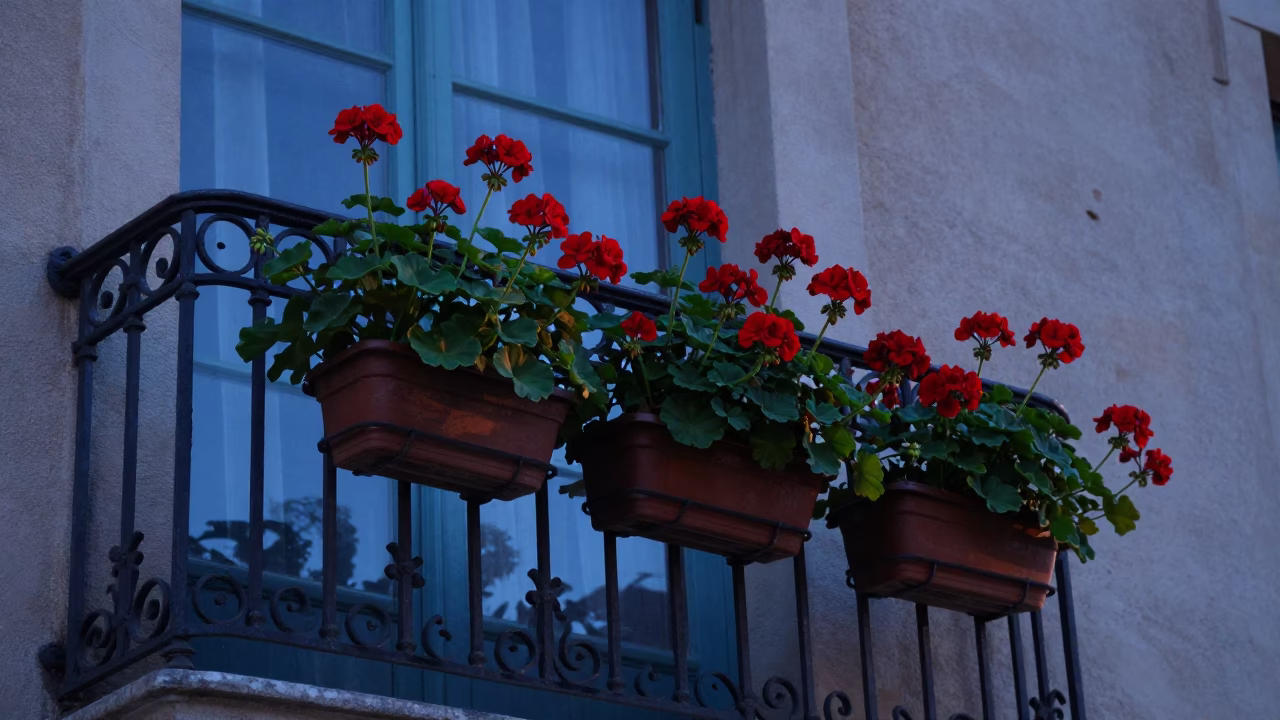 Red Geraniums in Lyon in in Lyon, France