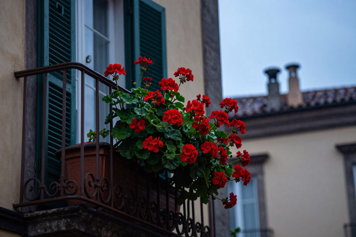 Red Geraniums in Naples in in Naples, Italy