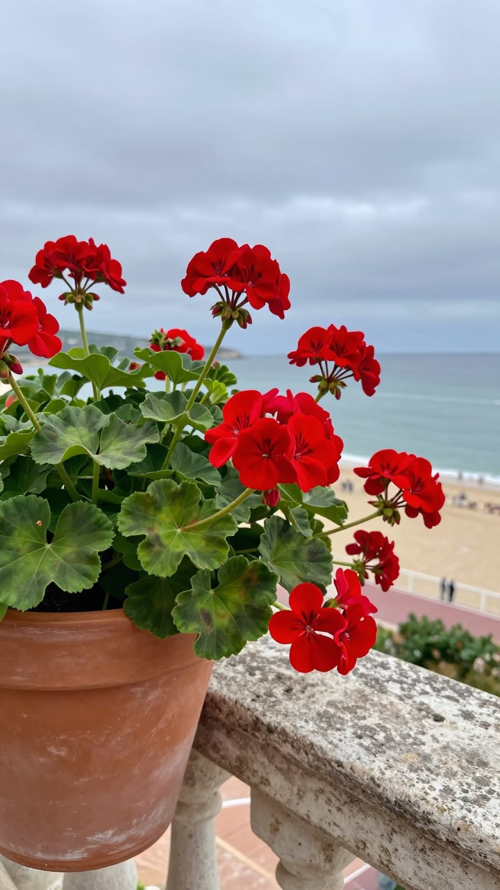 Red Geraniums in Nice in in Nice, France