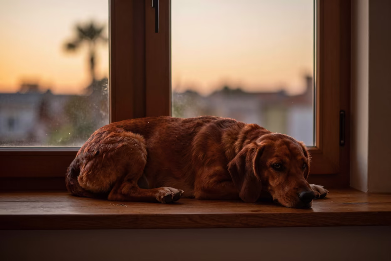 Redbone Coonhound on Window Seat Before Dusk in on a window seat in a quiet apartment with soft side light in Palma Soriano