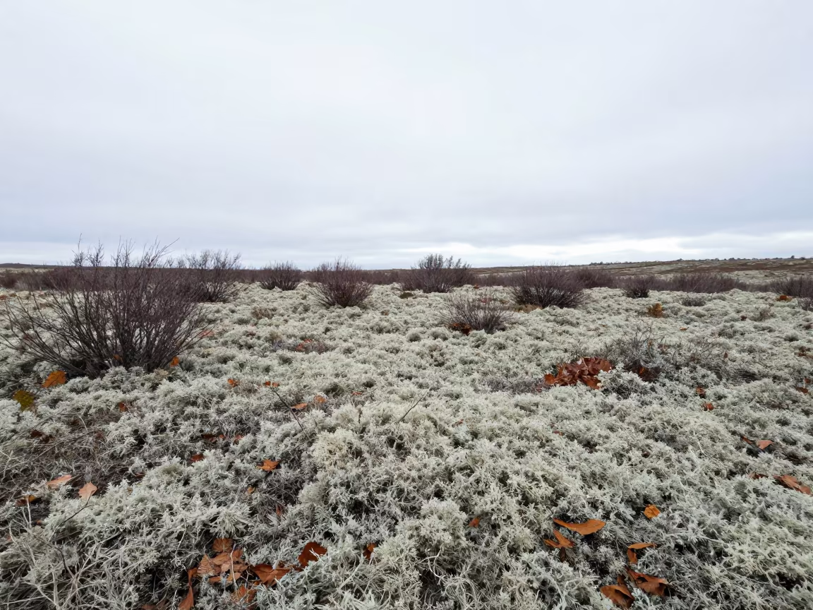 Reindeer Lichen Carpet on Tundra Valley Floor in across a wide valley floor near Birmingham
