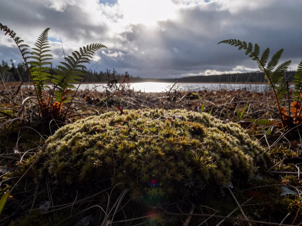 Reindeer Moss Tundra Under Noon Sun in on a fern-lined forest floor in Norway