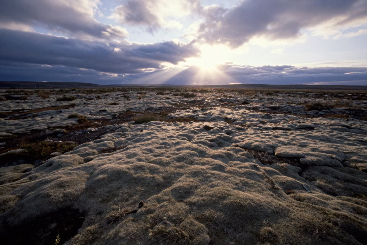 Reindeer Moss Tundra at Sunrise Near Leipzig in near Leipzig