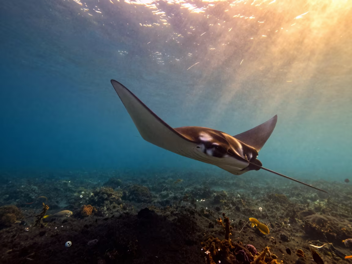 Remora Hitching Ride on Manta Ray at Sunset in beside a volcanic drop-off near Fukuoka