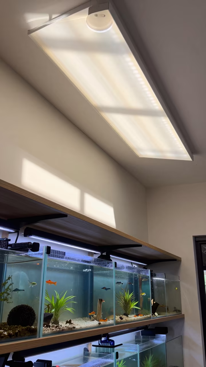 Reptile UV Bulb Shelf in Adelaide Pet Shop in inside a fish bagging counter zone near Adelaide