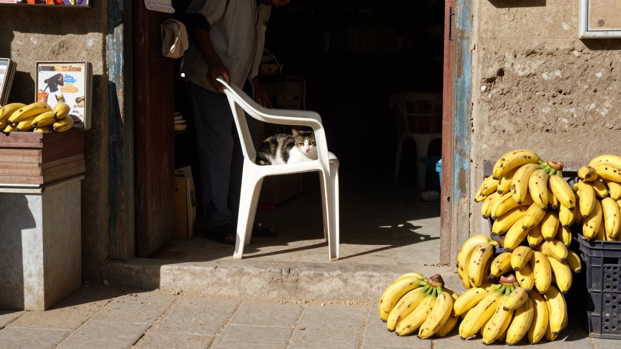 Resting Cat in Luxor in in Luxor, Egypt