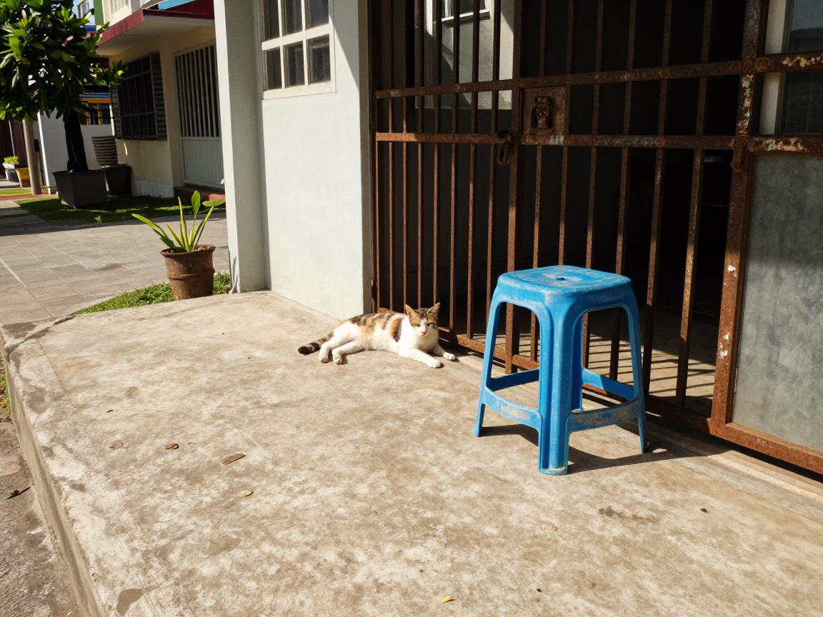 Resting Cat in Phuket in in Phuket, Thailand