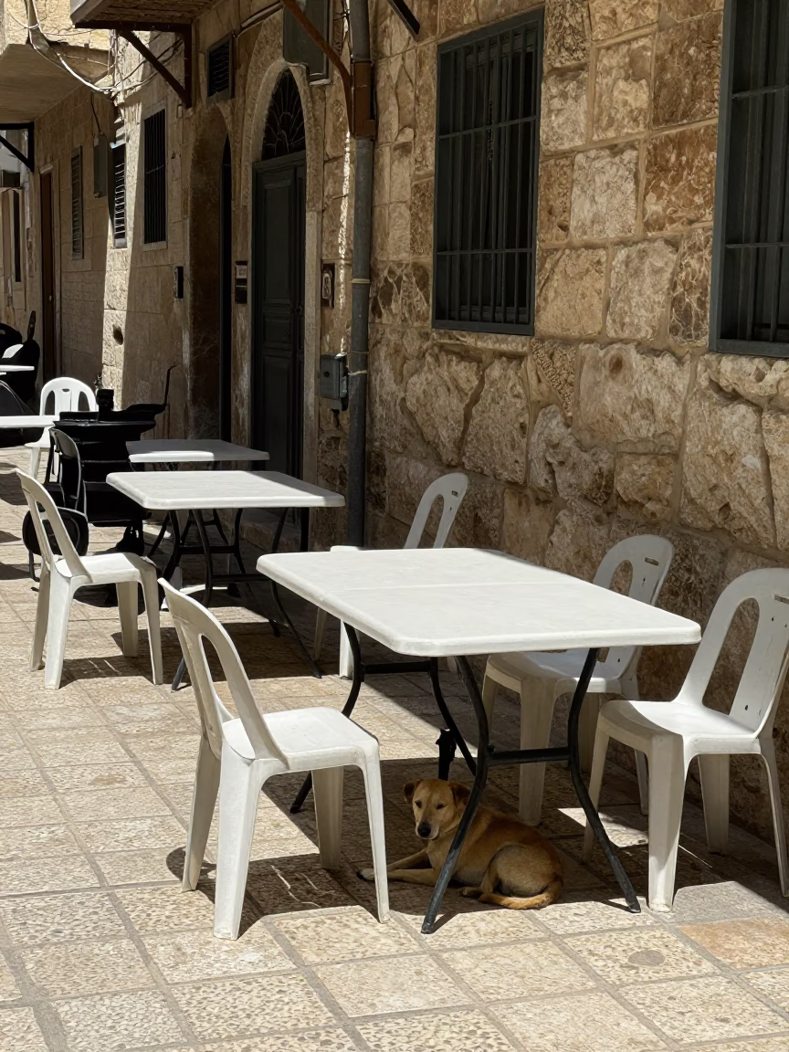 Resting Dog in Amman in in Amman, Jordan