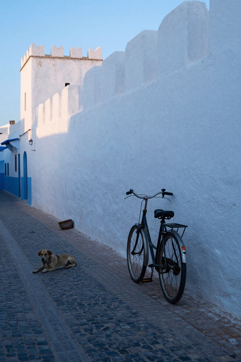 Resting Dog in Essaouira in in Essaouira, Morocco