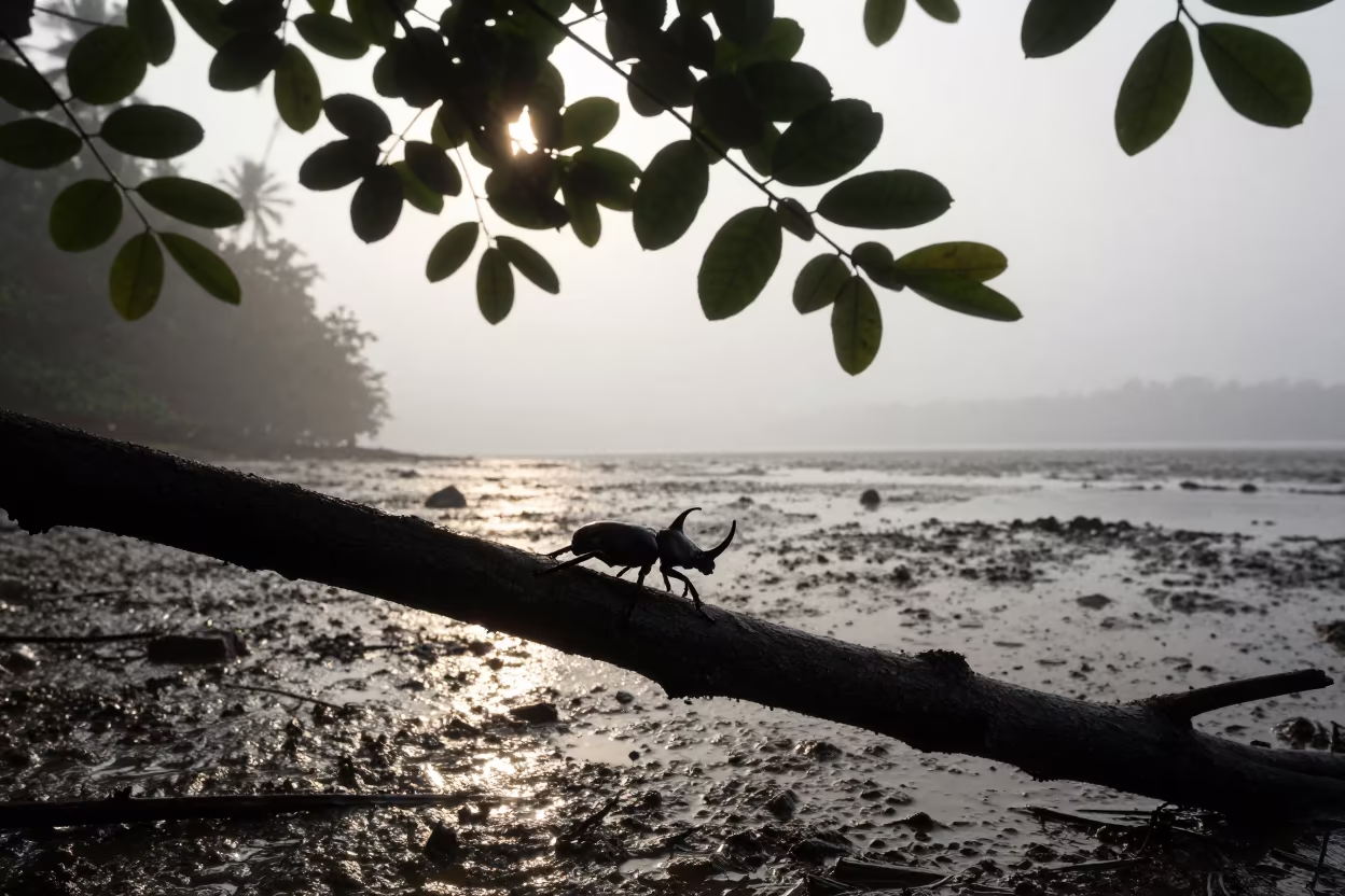 Rhinoceros Beetle Silhouette Monsoon Mist Tamil Nadu in beside a tidal inlet in Tamil Nadu