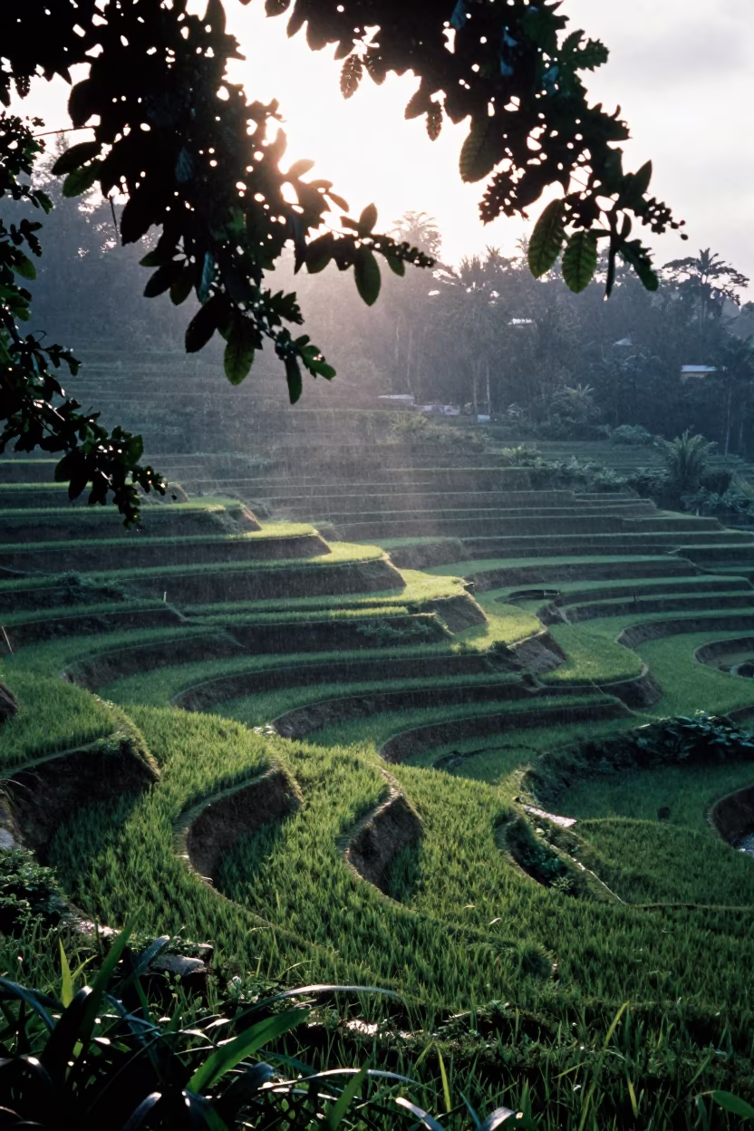 Rice Terraces Silhouetted in Dappled Light in near Maputo