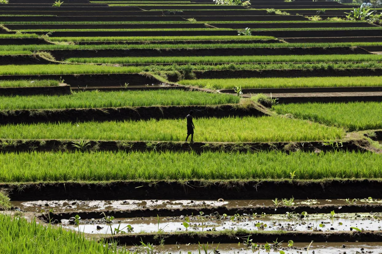 Rice Terraces Stitched With Seedlings Monsoon Maputo in among terraced rice paddies in Maputo