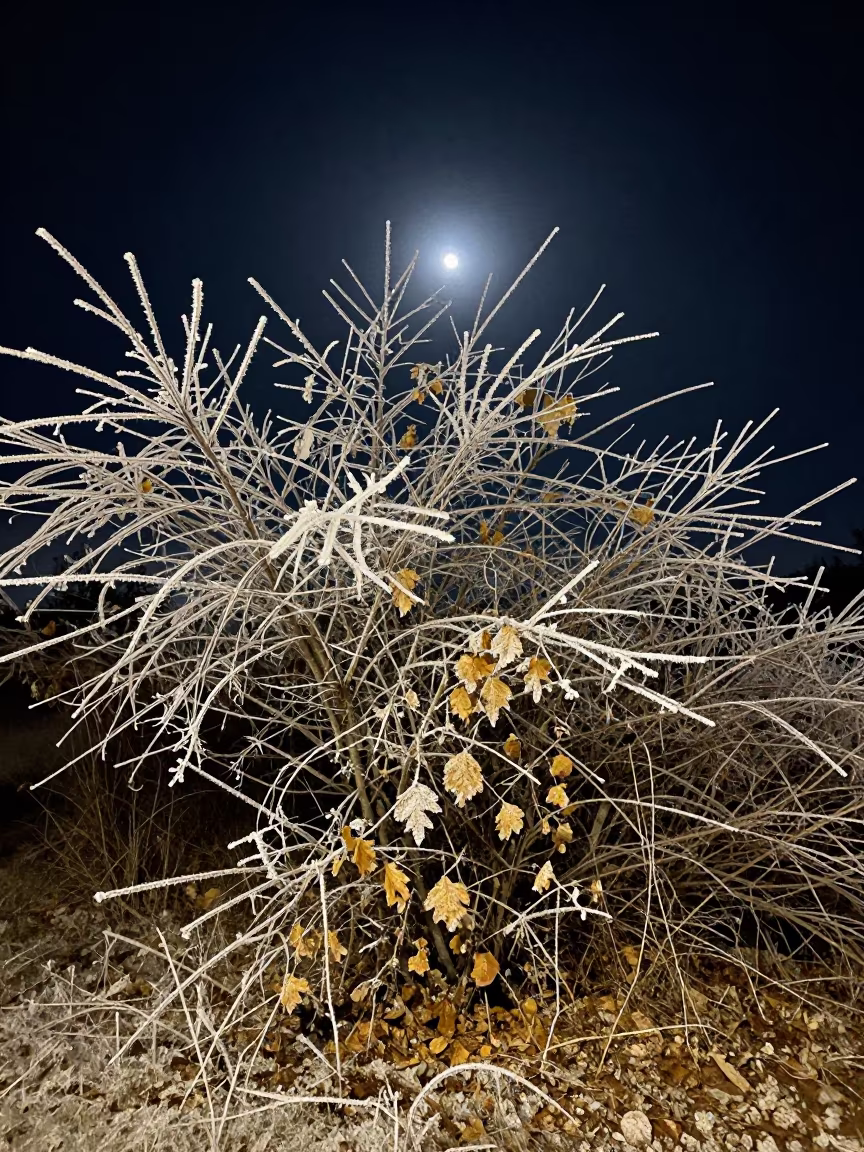 Rime Frost on Autumn Trees Under Moonlit Night in near Santiago de Querétaro
