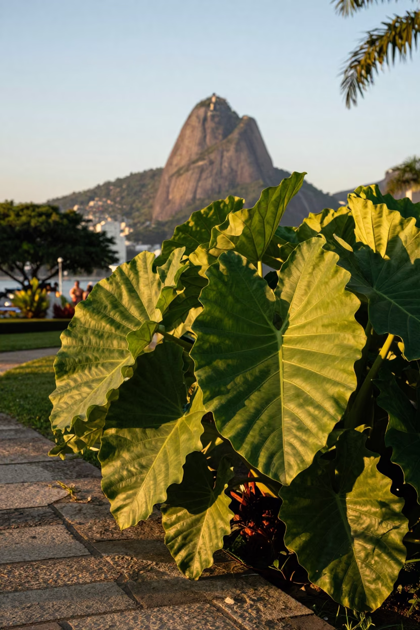 Rio De Janeiro 1990s Photography at Golden Hour in in Rio de Janeiro, Brazil
