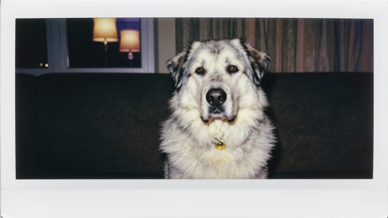 Romanian Mioritic Shepherd Dog Portrait on Sofa in on a sofa near a curtained window with calm indoor light near Dresden