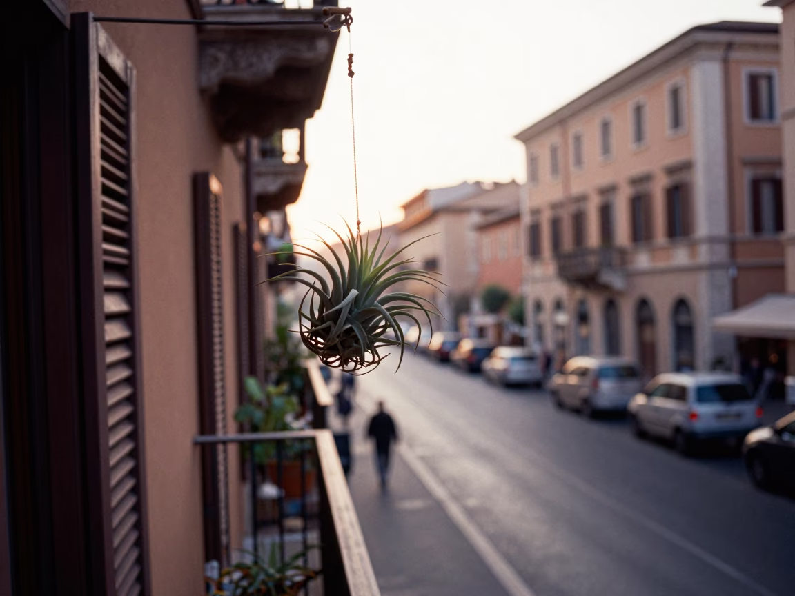 Rome Italy Sunrise Street Scene with Hanging Air Plant and Bicycle Rack in in Rome, Italy