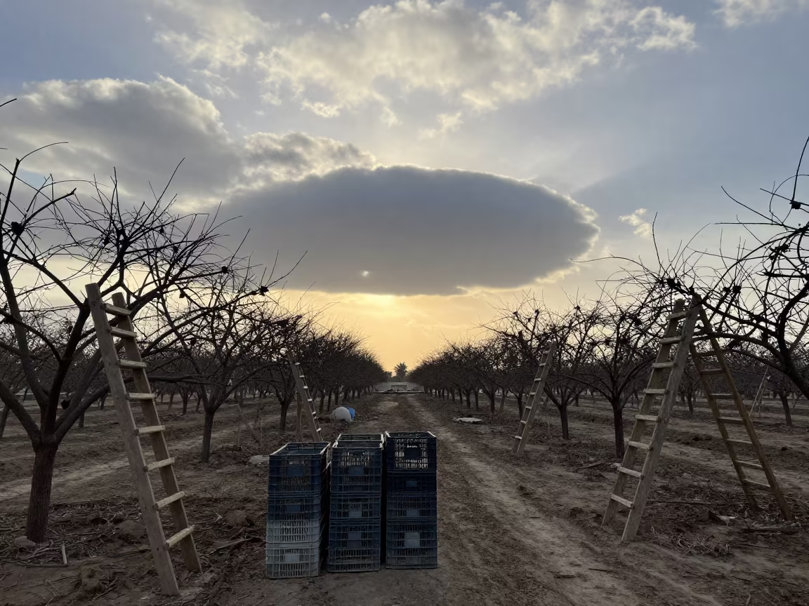 Rotating Wall Cloud Over Winter Orchard in among orchard ladders and crates near Manama