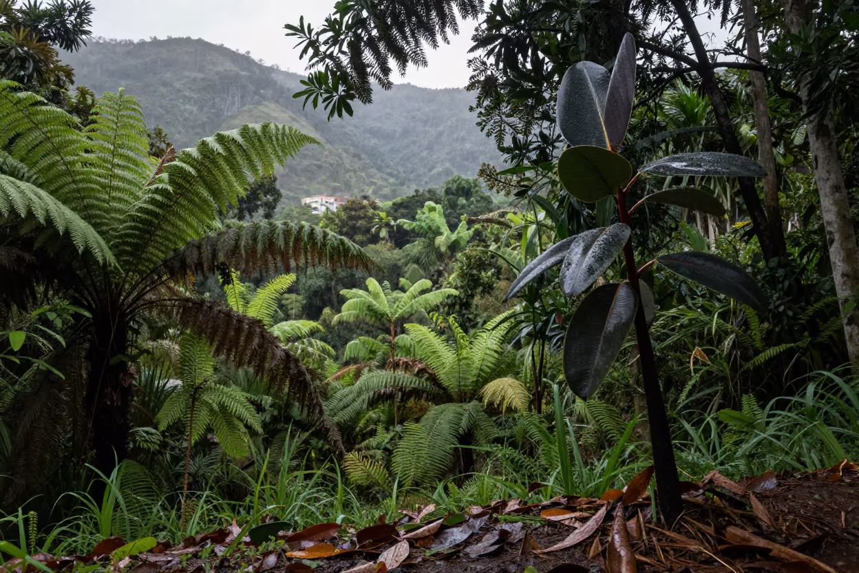 Rubber Fig Tree Fern Floor Monsoon Havana in on a fern-lined forest floor near Callejon de Hamel, Havana
