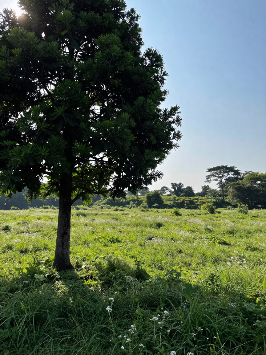 Rubber Fig Tree in Jakarta Rainforest Meadow in in a bloom-heavy meadow near Jakarta